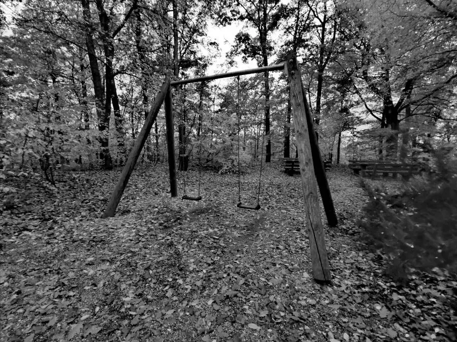 A swing set in the forest